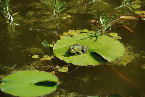 池塘圖片 看到青蛙代表什么
